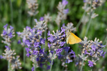 Large Skipper butterfly (Ochlodes sylvanus) perched on lavender plant in Zurich, Switzerland