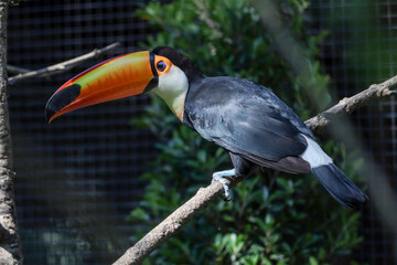 The toco toucan bird on the wood tree