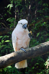 The moluccan cockatoo bird in garden