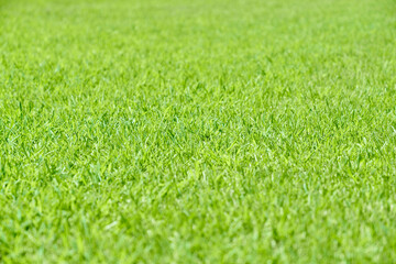 きれいなグリーン一面の芝生