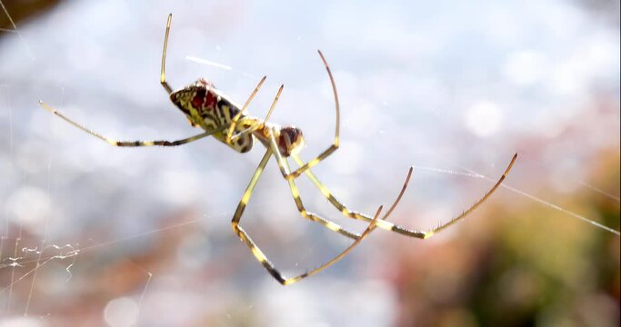 A Trichonephila clavata or a Joro spider. A member of the Trichonephila genus. The spider can be found throughout Japan 