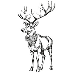 Illustrated Christmas Reindeer, deer Hand Drawn Vintage Sketch, white black isolated Vector ink outlines template for greeting card, poster, invitation, logo