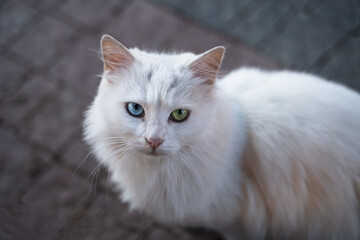 Portrait of a cat with different color eyes, a cat with a blue and green eye looks at the camera, unusual street cat, heterochromia