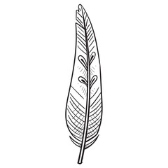 feathers handdrawn illustration