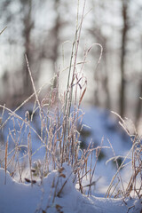 Rime ice -  winter meadow landscape with frosty ice on grass and sedge plants.