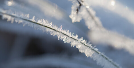 Rime ice -  winter meadow landscape with frosty ice on grass and sedge plants.
