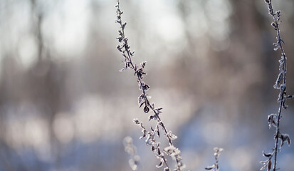 Frosty winter, Rime ice -  wildflower meadow with common mugwort  - landscape with frosty ice on plants.
