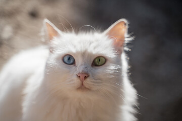 Portrait of a cat with multi-colored eyes with focus on the nose, a cat with a blue and green eye, unusual street cat, heterochromia