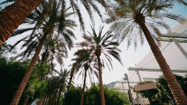 tops of palm trees in Dubai