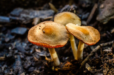 Mushrooms in the forest