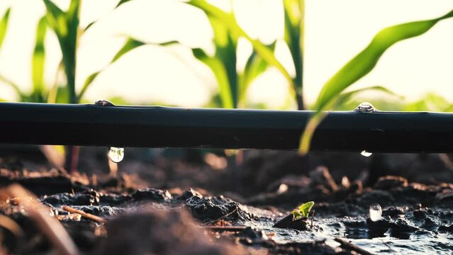 Water drips into soil from drip tape, agriculture drip irrigation system in corn sapling plantation with sun shines in evening, agricultural technology and saving water	