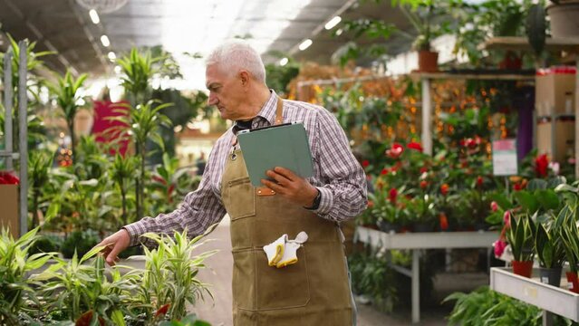 A man walks along the greenhouse holding a tablet and checks that the other plants and flowers are okay using an app