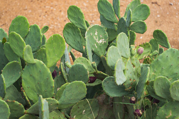 Oputnia cactus grows on the seashore in Greece near Athens.