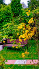 Fototapeta na wymiar Yellow flowers along the sidewalk in the garden.