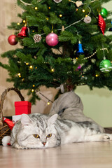 Obraz premium A gray beautiful cat lies under the New Year looking bored.