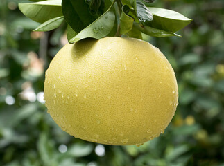 A pomelo is the largest citrus fruit, and the principal ancestor of the grapefruit. It is a...