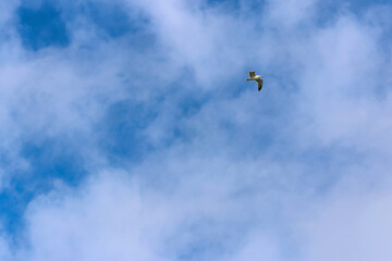Aquatic animals. A seagull flying under a blue sky. Space for text
