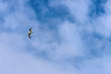 Aquatic animals. A seagull flying under a blue sky. Space for text