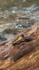 Two dragonflies are together on a tree branch in the middle of the water.