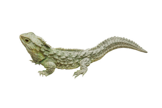 Tuatara isolated png