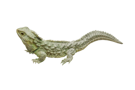 Tuatara isolated png - Powered by Adobe