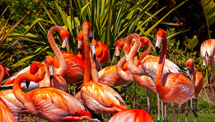 Flamingo in the zoo,California.