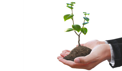 Human hands holding sprout young plant tree