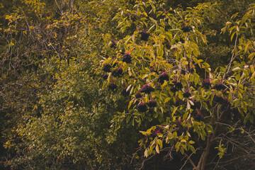 Mature elderflower. Ripe elderberries. Sambucus nigra plant in its natural environment