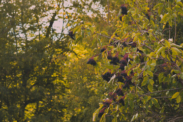 Mature elderflower. Ripe elderberries. Sambucus nigra plant in its natural environment