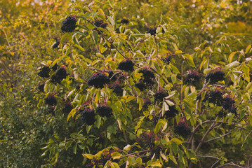 Mature elderflower. Ripe elderberries. Sambucus nigra plant in its natural environment