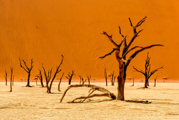 Deadvlei, namib-naukluft national park, namibia