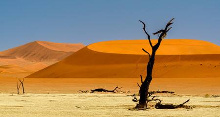 Deadvlei, namib-naukluft national park, namibia