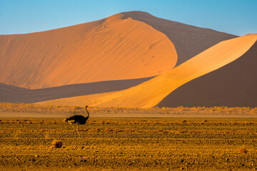 South African ostrich (Struthio camelus australis) seen against sand dunes, namib-naukluft national park, namibia