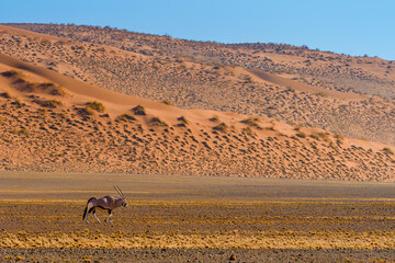 Gemsbok or South African oryx (Oryx gazella), namib-naukluft national park, namibia