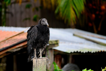 Rabengeier // American Black Vulture (Coragyps atratus) - Miskitoküste, Honduras