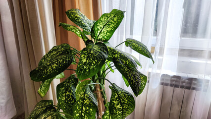 Dieffenbachia plant in a pot by the window with curtains. Interior in light colors. Background with a plant with green leaves and fabric