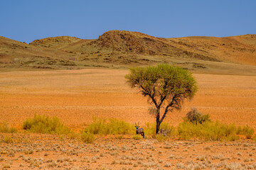 Gemsbok / Oryx gazella taking shelter under a sparse tree's shade,, Namib-Naukluft National Park,...