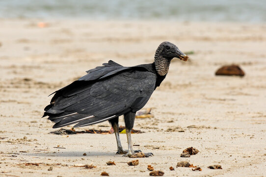 Rabengeier // American Black Vulture (Coragyps atratus) - Miskitok&uuml;ste, Honduras