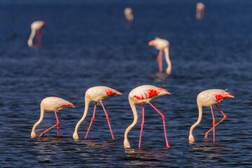 Greater flamingo (Phoenicopterus roseus)