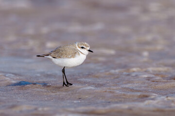 Lesser sand plover (Charadrius mongolus), Walvis bay, Namibia, Africa