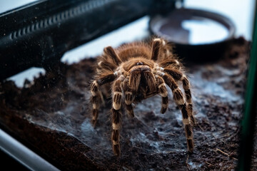 A spider injects venom into a madagascar cockroach in a terrarium close-up. Acanthoscurria geniculata. Phobia concept. Toxic poison. Brazilian large size tropical animals. Blaptica dubia. 4k footage