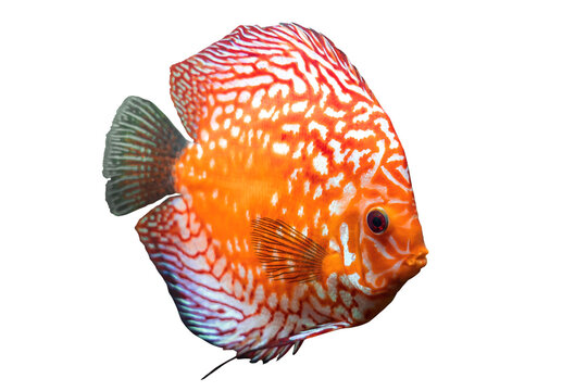 Full body of colorful discus or pompadour fish, Orange gold fish, isolated on transparent background, Amazon river animal, South America pompadour fish. PNG File