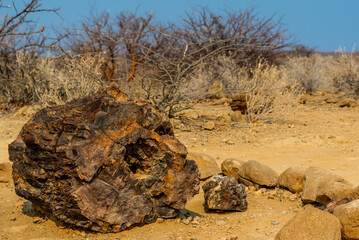 Petrified forest, Khorixas, Damaraland, Twyfelfontein, Namibia