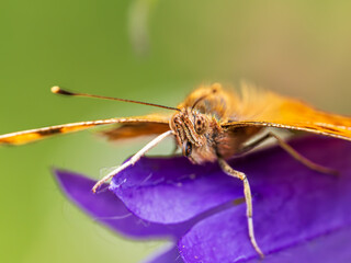 Macro shot of Comma Butterfly
