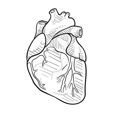 human heart handdrawn illustration