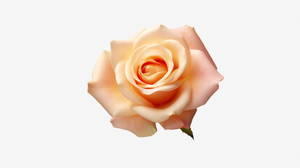 3d pink rose photo