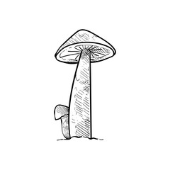 mushroom handdrawn illustration