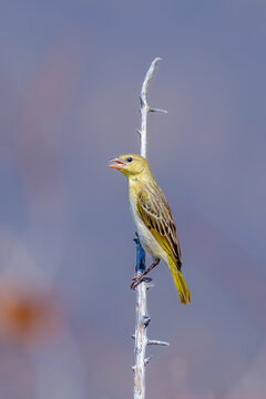 Lesser Masked Weaver, Etosha National Park, Namibia