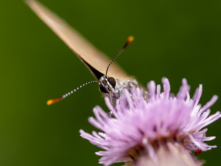 White-letter Hairstreak Feeding on Creeping Thistle