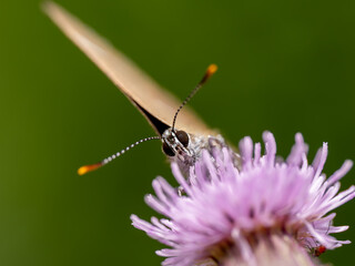 White-letter Hairstreak Feeding on Creeping Thistle